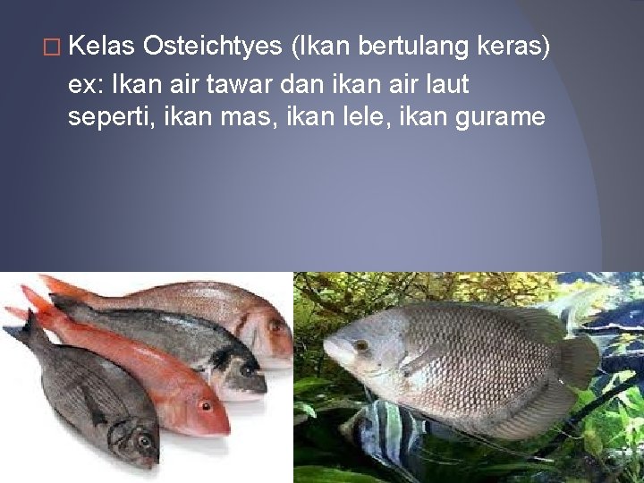 � Kelas Osteichtyes (Ikan bertulang keras) ex: Ikan air tawar dan ikan air laut