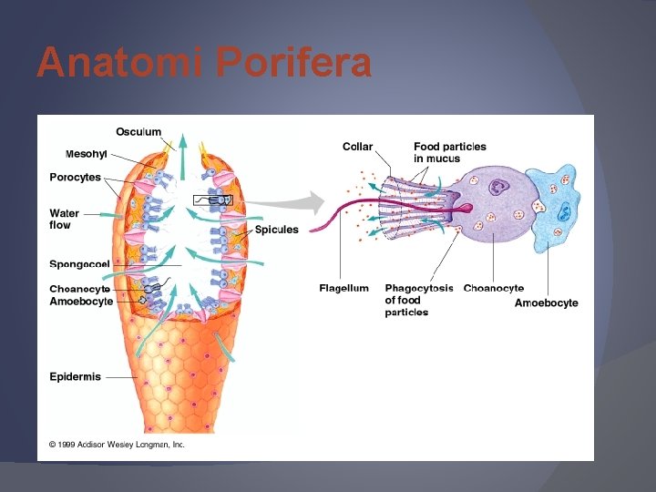 Anatomi Porifera 