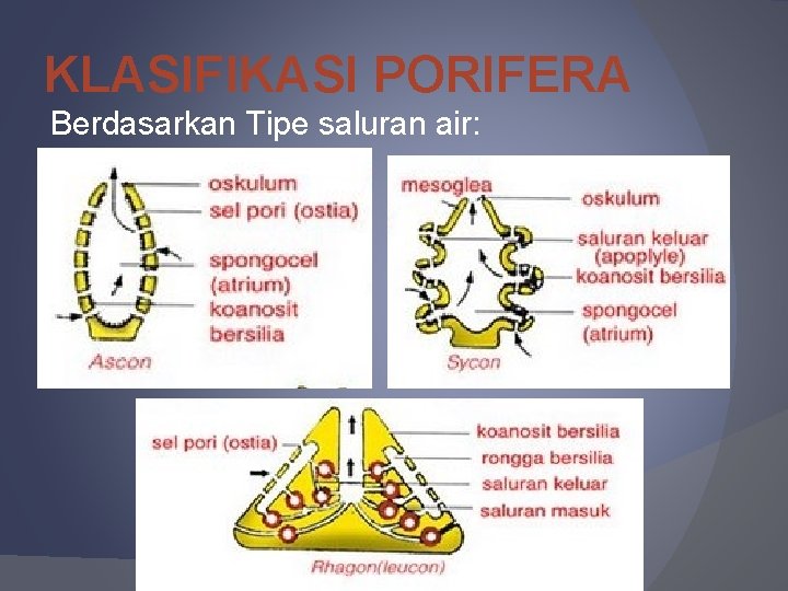 KLASIFIKASI PORIFERA Berdasarkan Tipe saluran air: 