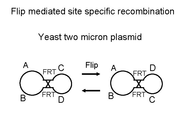 Flip mediated site specific recombination Yeast two micron plasmid A B FRT C FRT