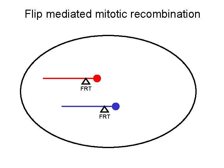 Flip mediated mitotic recombination FRT 