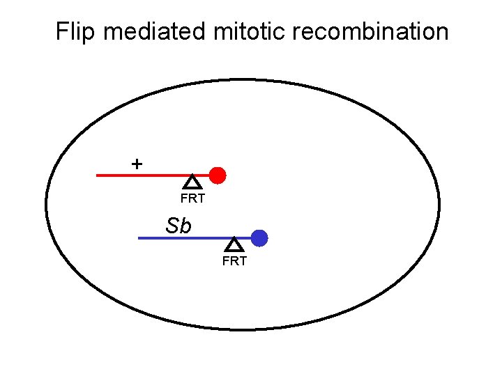 Flip mediated mitotic recombination + FRT Sb FRT 