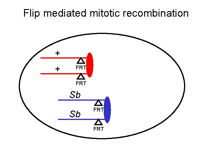 Flip mediated mitotic recombination + + FRT Sb Sb FRT 