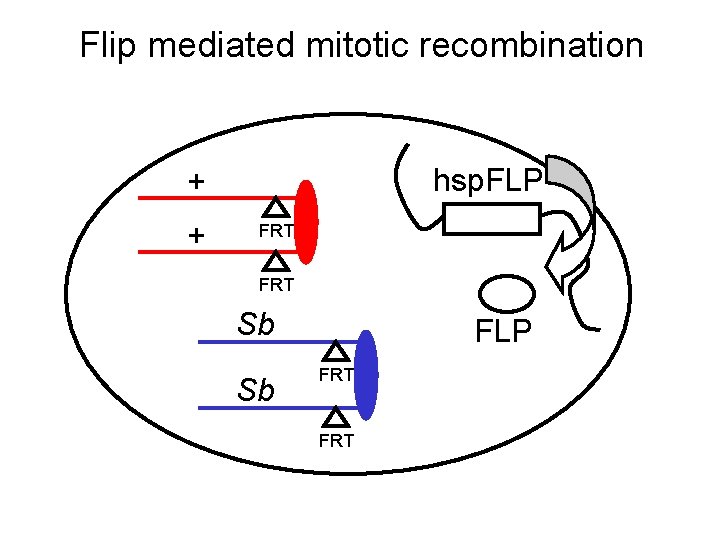 Flip mediated mitotic recombination hsp. FLP + + FRT Sb Sb FLP FRT 