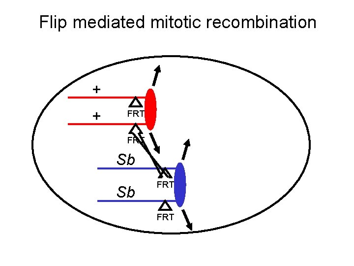 Flip mediated mitotic recombination + + FRT Sb Sb FRT 