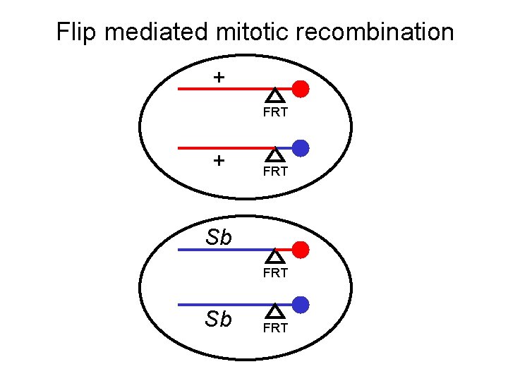 Flip mediated mitotic recombination + FRT Sb FRT 