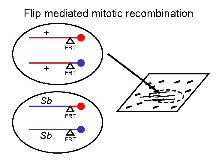 Flip mediated mitotic recombination + FRT Sb FRT 