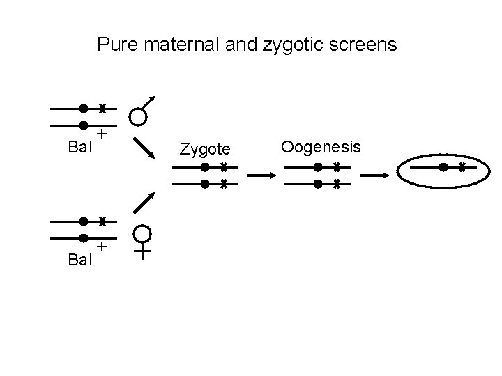 Pure maternal and zygotic screens Bal + + Zygote Oogenesis 