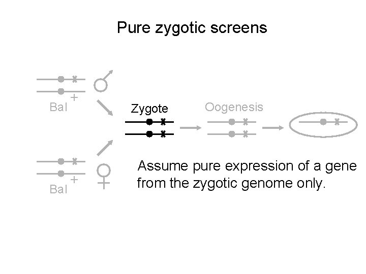 Pure zygotic screens Bal + + Zygote Oogenesis Assume pure expression of a gene