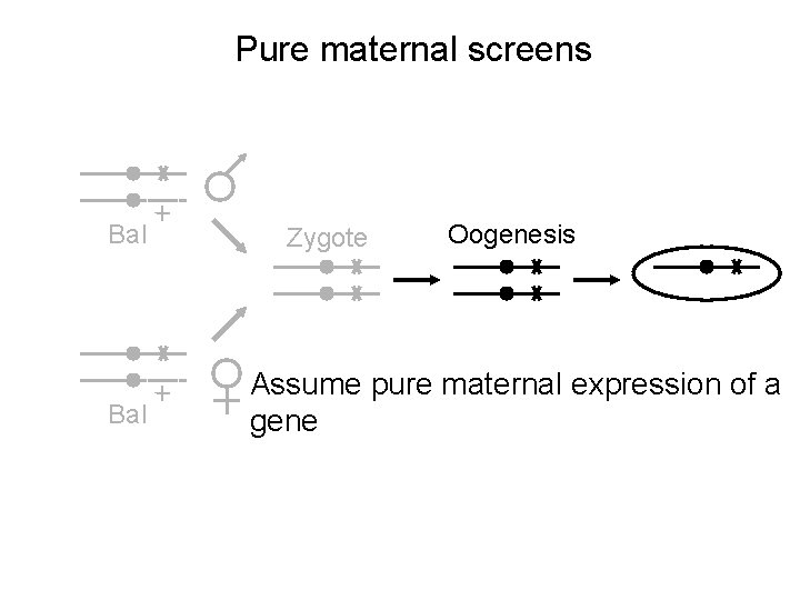 Pure maternal screens Bal + + Zygote Oogenesis Assume pure maternal expression of a