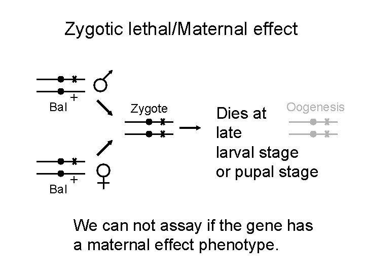 Zygotic lethal/Maternal effect Bal + + Zygote Oogenesis Dies at late larval stage or