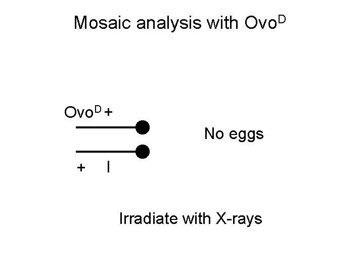 Mosaic analysis with Ovo. D + No eggs + l Irradiate with X-rays 