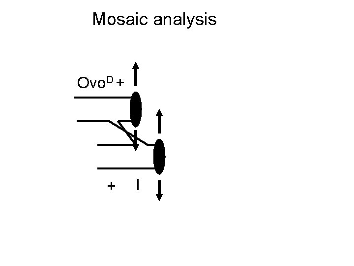 Mosaic analysis Ovo. D + + l 