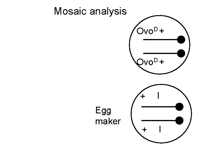 Mosaic analysis Ovo. D + Egg maker + l 
