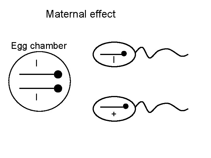 Maternal effect Egg chamber l l l + 