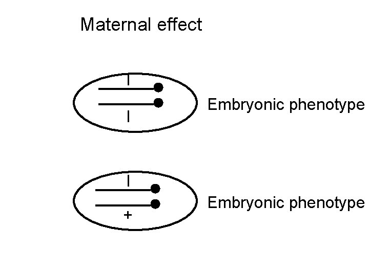 Maternal effect l l Embryonic phenotype l + Embryonic phenotype 
