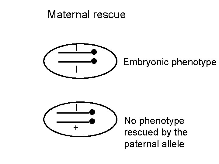 Maternal rescue l l Embryonic phenotype l + No phenotype rescued by the paternal