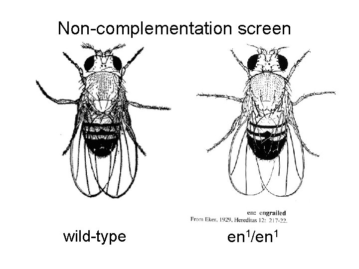 Non-complementation screen wild-type en 1/en 1 