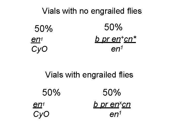 Vials with no engrailed flies 50% en 1 Cy. O 50% b pr en+cn*