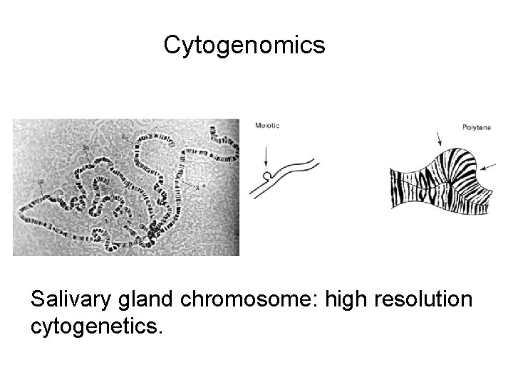 Cytogenomics Salivary gland chromosome: high resolution cytogenetics. 