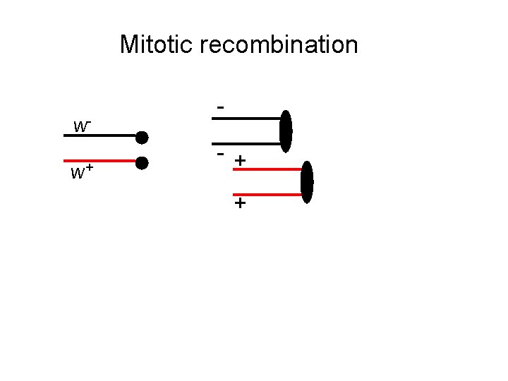 Mitotic recombination ww+ - + + 