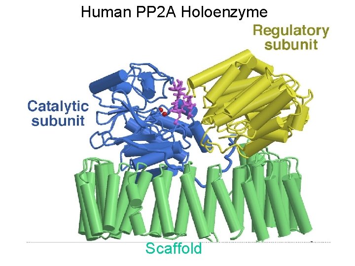 Human PP 2 A Holoenzyme Scaffold 