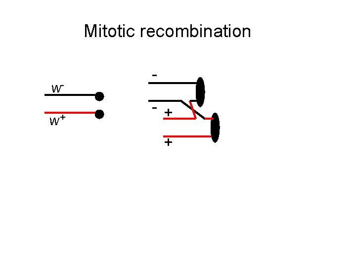 Mitotic recombination ww+ - + + 