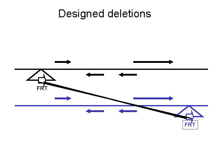 Designed deletions FRT 