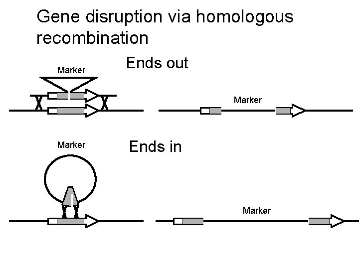 Gene disruption via homologous recombination Marker Ends out Marker Ends in Marker 