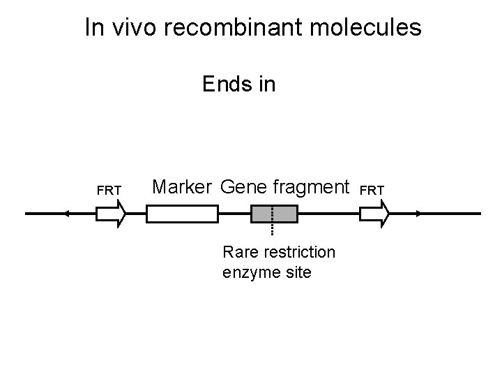 In vivo recombinant molecules Ends in FRT Marker Gene fragment Rare restriction enzyme site
