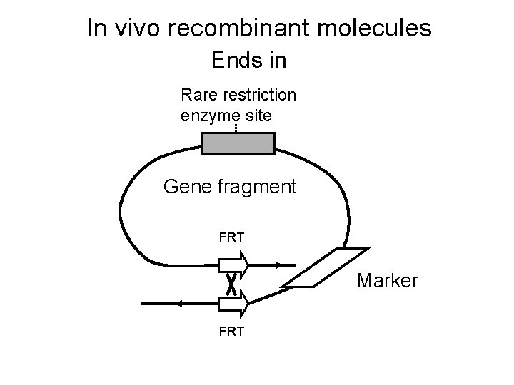 In vivo recombinant molecules Ends in Rare restriction enzyme site Gene fragment FRT Marker