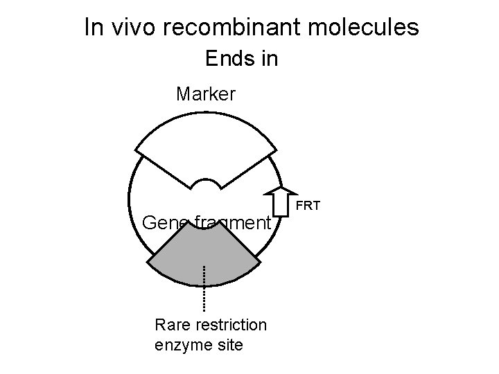 In vivo recombinant molecules Ends in Marker Gene fragment Rare restriction enzyme site FRT