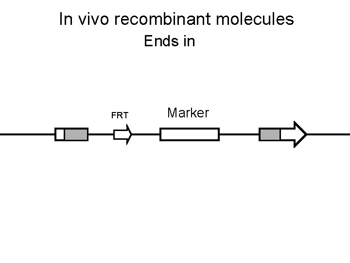 In vivo recombinant molecules Ends in FRT Marker 