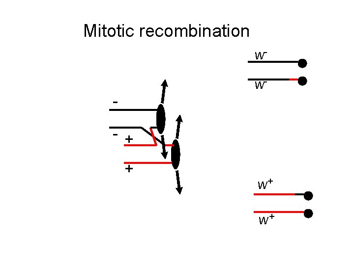 Mitotic recombination ww- - + + w+ w+ 