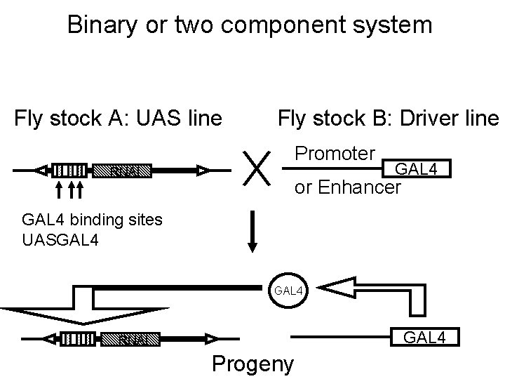 Binary or two component system Fly stock A: UAS line Fly stock B: Driver