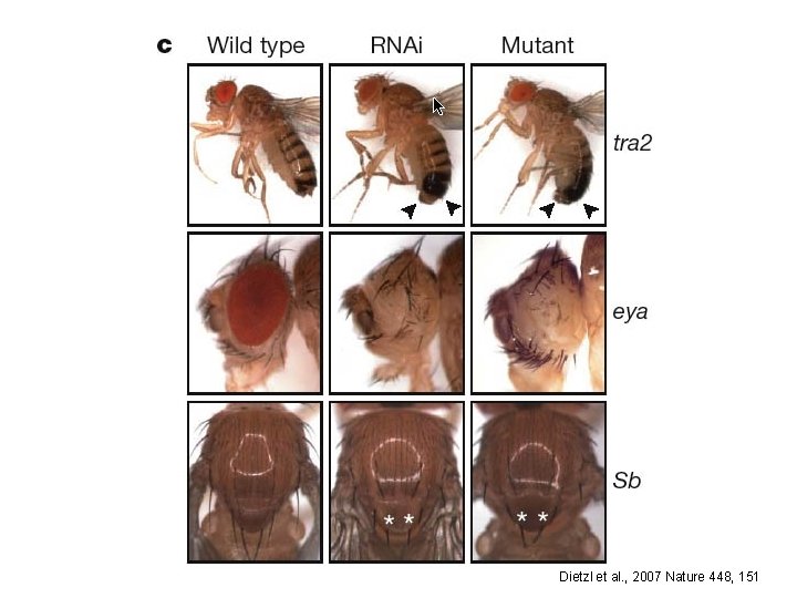 Dietzl et al. , 2007 Nature 448, 151 