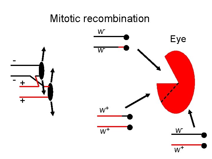 Mitotic recombination w- Eye w- - + + w+ w+ ww+ 