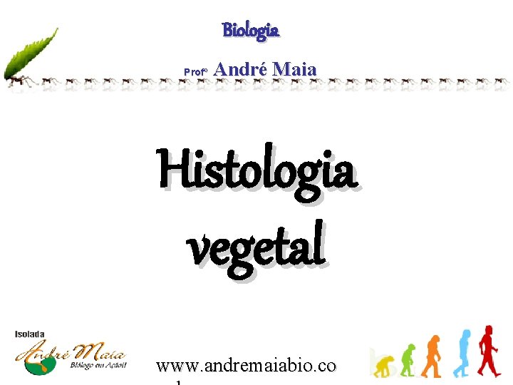 Biologia Profº André Maia Histologia vegetal www. andremaiabio. co 