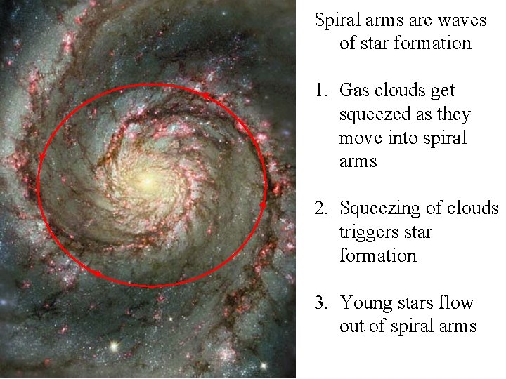 Spiral arms are waves of star formation 1. Gas clouds get squeezed as they