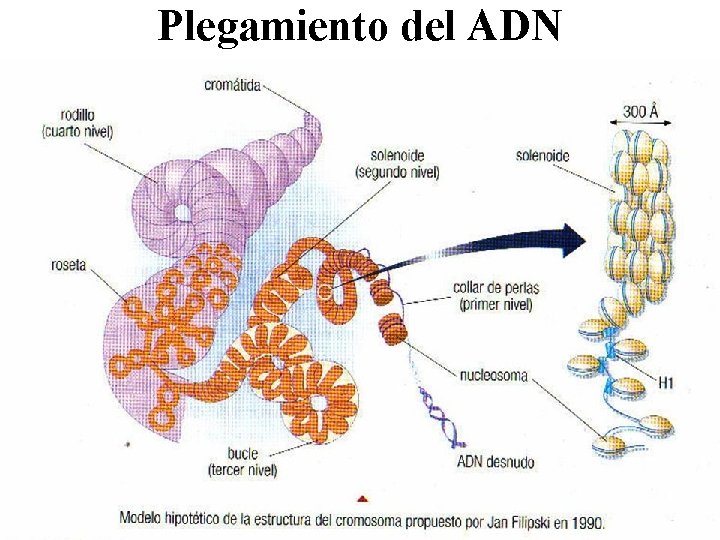 Plegamiento del ADN 
