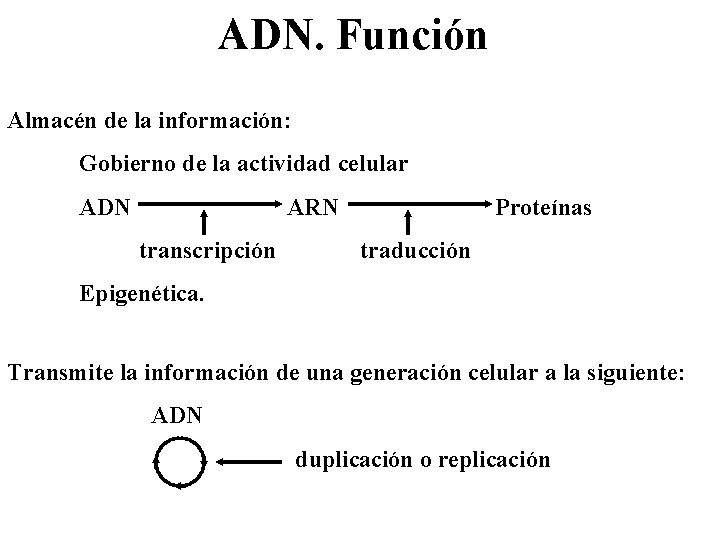 ADN. Función Almacén de la información: Gobierno de la actividad celular ADN ARN transcripción