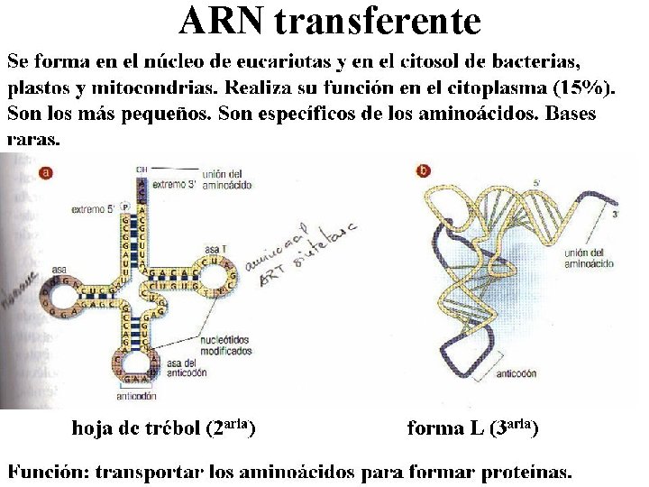 ARN transferente 