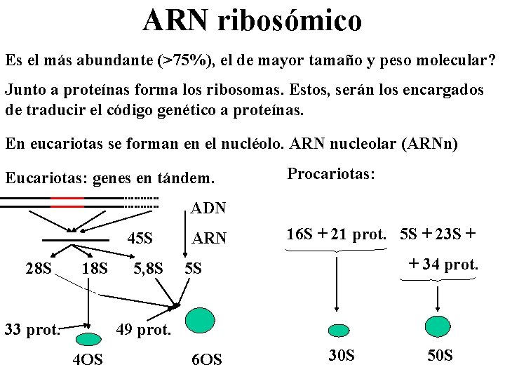 ARN ribosómico Es el más abundante (>75%), el de mayor tamaño y peso molecular?