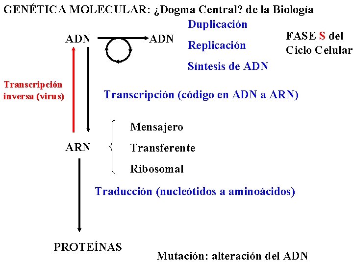 GENÉTICA MOLECULAR: ¿Dogma Central? de la Biología Duplicación FASE S del ADN Replicación Ciclo