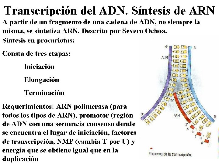 Transcripción del ADN. Síntesis de ARN 