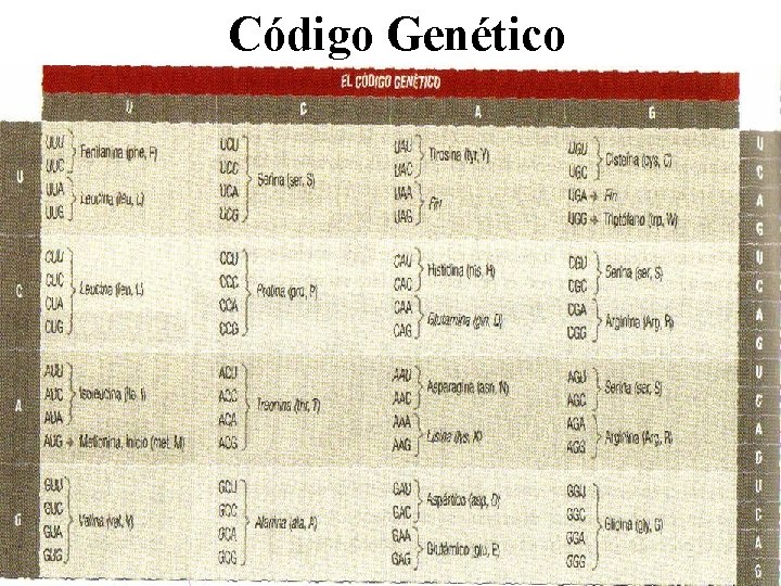 Código Genético 