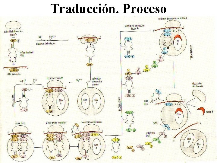 Traducción. Proceso 