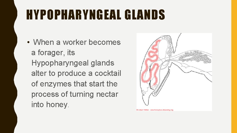 HYPOPHARYNGEAL GLANDS • When a worker becomes a forager, its Hypopharyngeal glands alter to