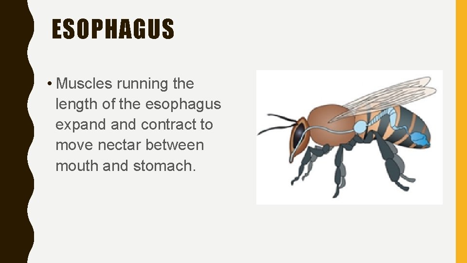 ESOPHAGUS • Muscles running the length of the esophagus expand contract to move nectar