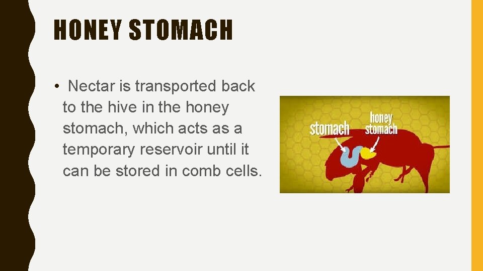 HONEY STOMACH • Nectar is transported back to the hive in the honey stomach,